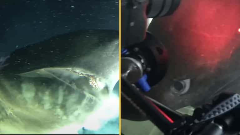 Footage shows sub coming across ‘deep-sea monster’ that existed before dinosaurs on ocean floor