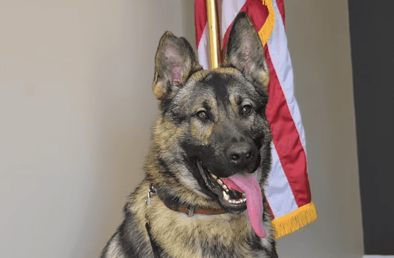 Beloved police dog dies after being left inside hot car overnight