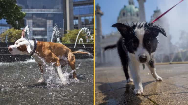 Dogs Trust issues warning to pet owners ahead of hot weather