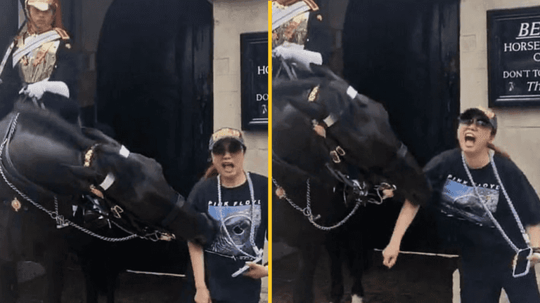 Tourist faints after King’s Guard horse bites her while posting for photo