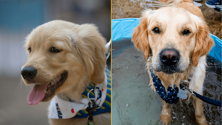 Dogs are entering a new stage of evolution, scientists discover