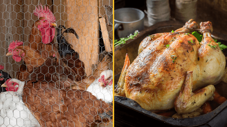 Government demand for people to register chicken ownership leads to influx of people registering roast chickens Government demand for people to register chicken ownership leads to influx of people registering roast chickens