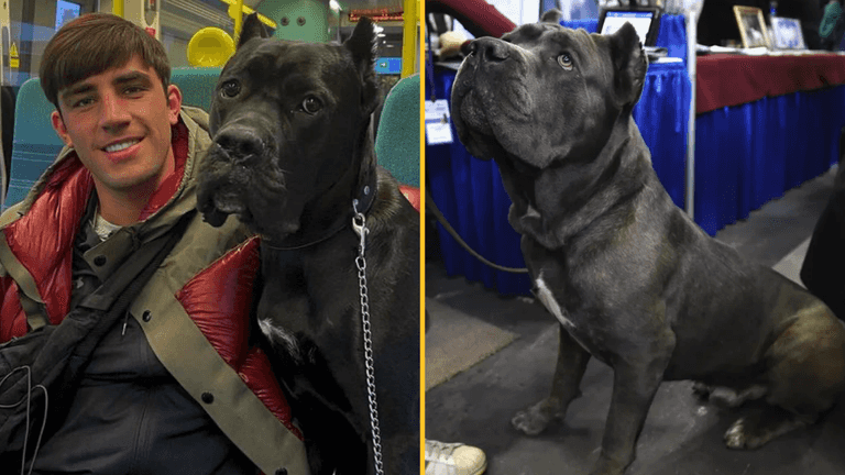 All you need to know about the Cane Corso as Jack Fincham jailed for dog’s dangerous behaviour All you need to know about the Cane Corso as Jack Fincham jailed for dog’s dangerous behaviour