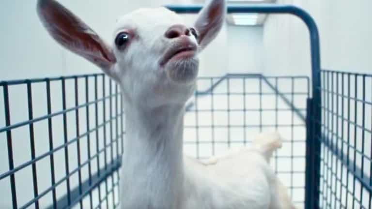Severance star responds to ‘wild’ viral fan theory involving goats