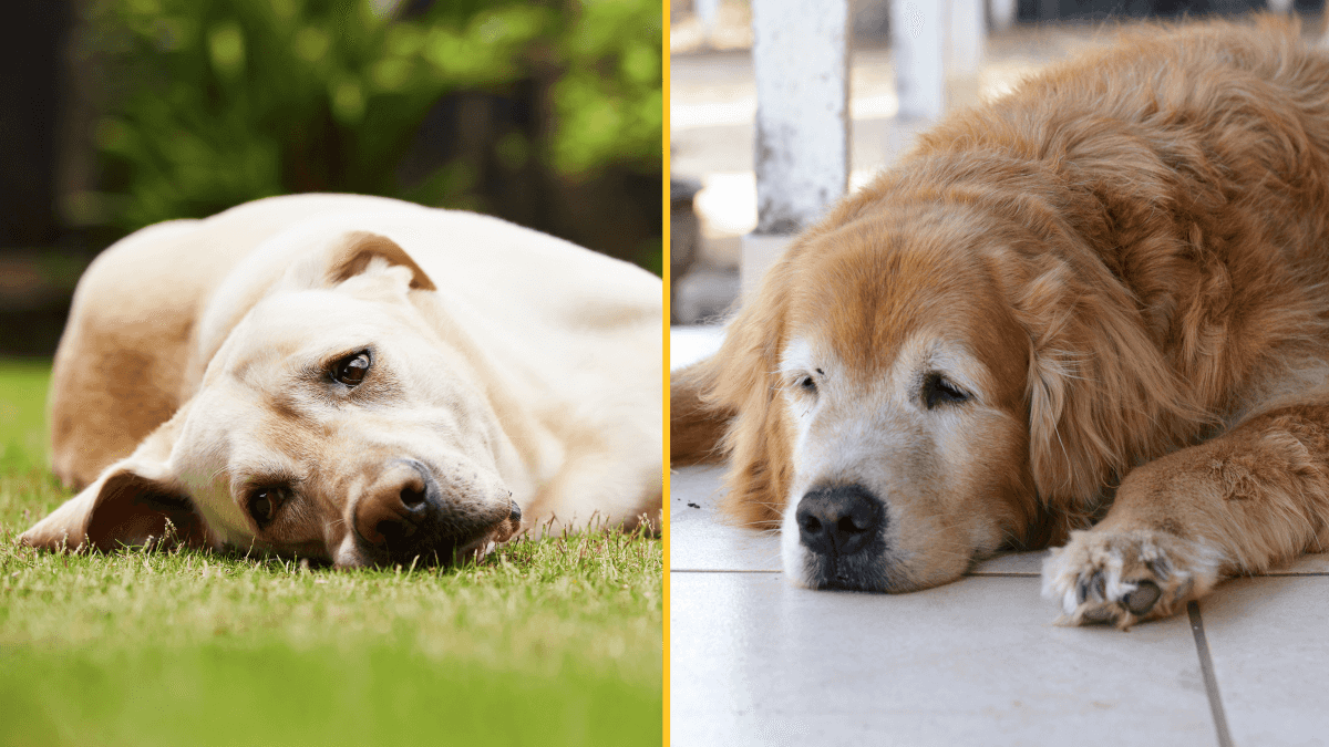 Dog food used by thousands of Brits recalled after reports of pets developing serious eye condition
