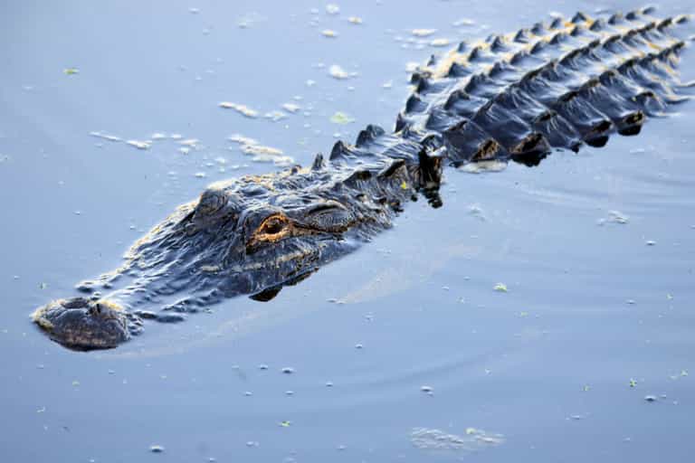 Five people survive 36 hours in alligator-infested swamp after Amazon plane crash