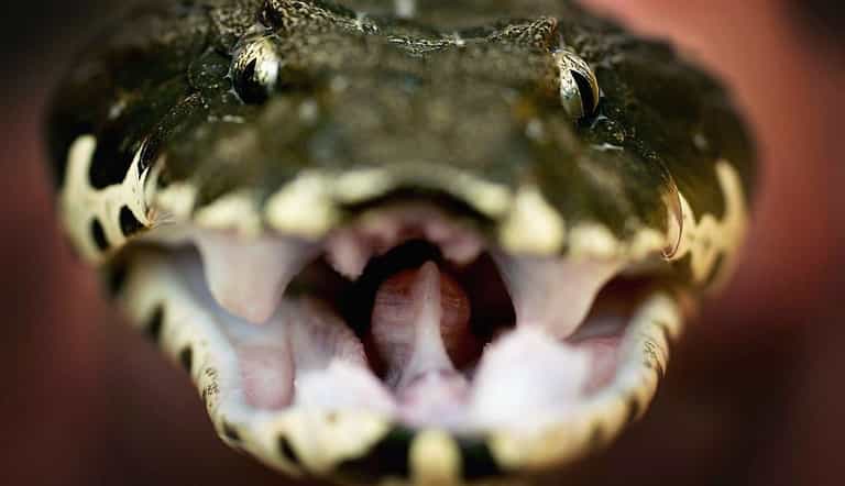 Man deliberately bitten 200 times by snakes to produce ‘super antivenom’