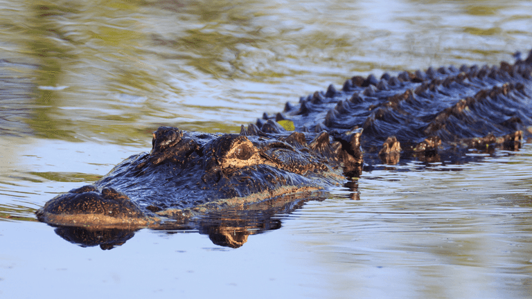Tourist bitten by crocodile at zoo after mistaking it for a statue Tourist bitten by crocodile at zoo after mistaking it for a statue