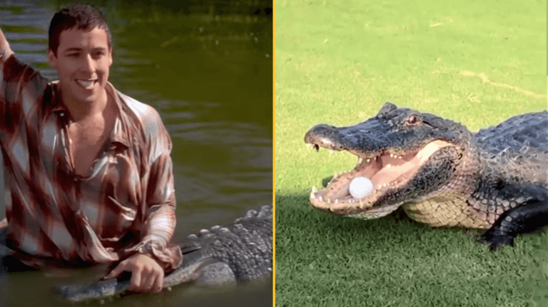 Morris, alligator from Happy Gilmore, dies aged over 80 years old Morris, alligator from Happy Gilmore, dies aged over 80 years old
