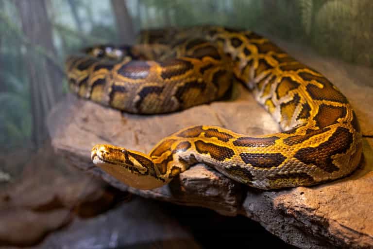 Man has penis bitten off by 11-foot snake hidden in toilet as he goes for a wee