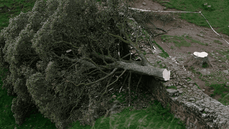 Sycamore Gap vandals handed lengthy prison sentence
