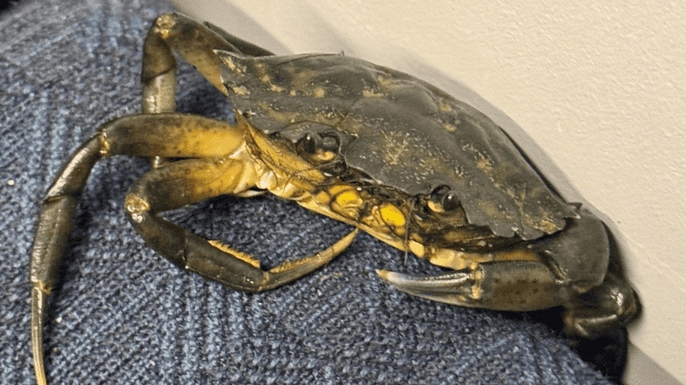 Train passengers baffled to find crab sat on its own seat heading to the seaside