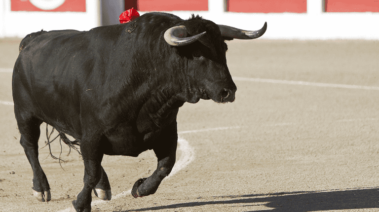 Matador rushed to hospital after being gored and tossed around by tormented bull