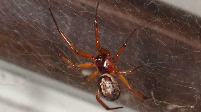 Warnings issued as UK’s ‘most dangerous spider’ invades homes this month