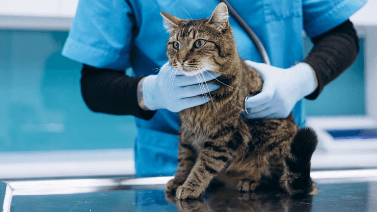 Major changes to vet bills proposed after investigation
