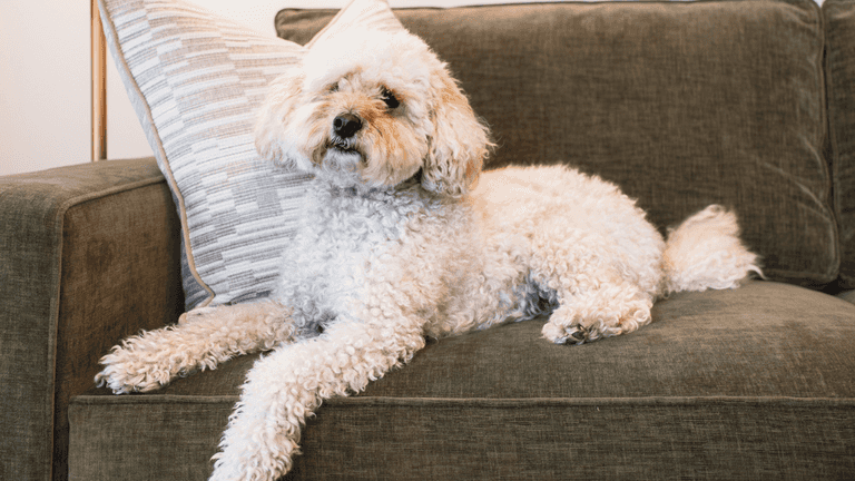 Hotel chain launches dog TV channel as two-thirds of pooch owners ‘dread’ bonfire night