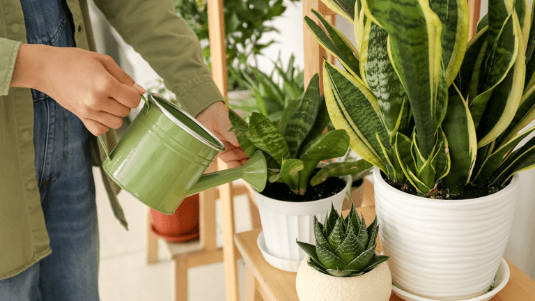 Expert reveals the five plants every home should have to boost your wellbeing