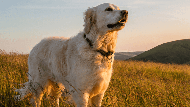 How popular is your pet’s name? Use this name checker to find out