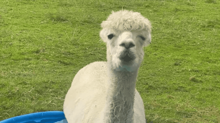 Alpaca gets given mirror for company after friends die