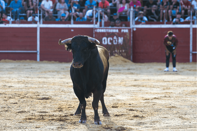 Man dies after being gored during Spanish bullfighting festival