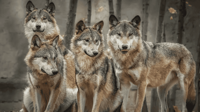 Animal park in UK euthanises entire pack of wolves saying they had ‘no choice’