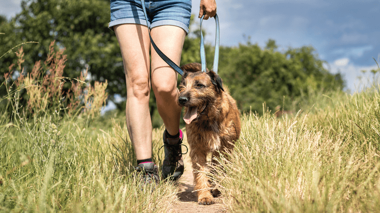 Dog walkers issued warning as they can have pets seized from today