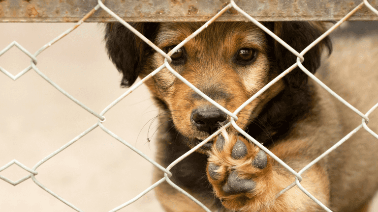 RSPCA say they’re ‘at capacity’ as it urges people to adopt
