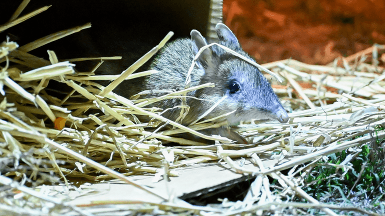 Scientists release previously extinct marsupial in Australia after 30 years