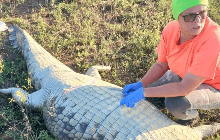 Missing hotel owner found dead inside crocodile