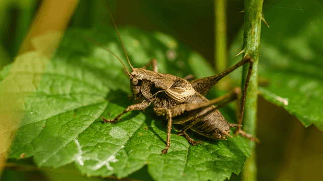Why the trend of eating insects is not dead yet – and could see a revival