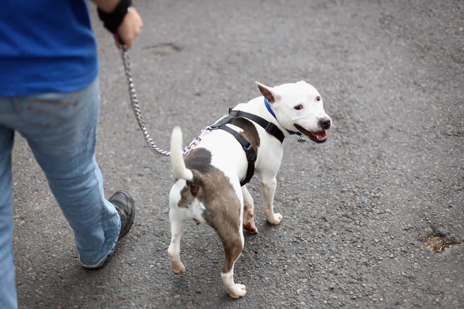The science behind the perfect dog walk has been revealed