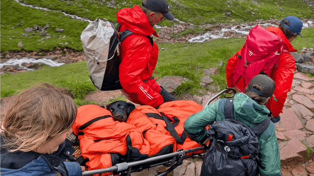 ‘Stoned’ dog rescued from Ben Nevis after ‘eating discarded cannabis’