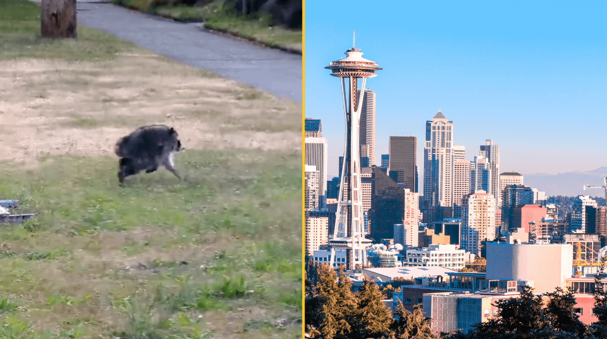 ‘Mutant’ creature named Jimothy leaves US city baffled