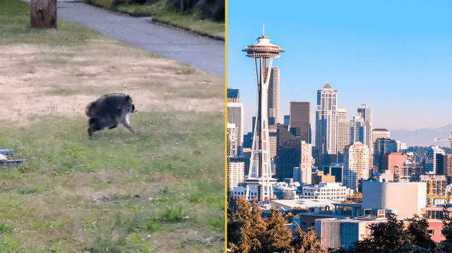 ‘Mutant’ creature named Jimothy leaves US city baffled