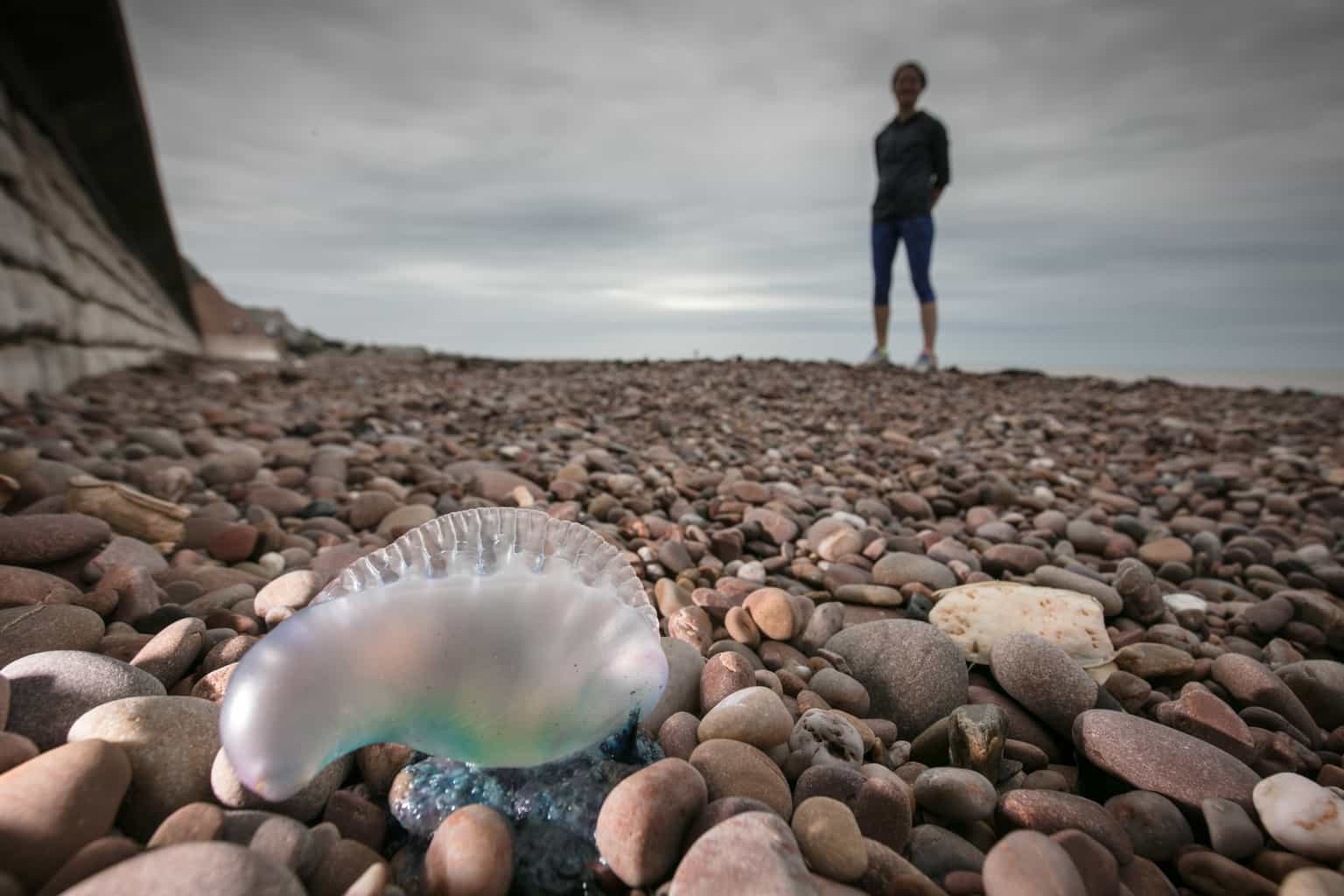 Massive wave of ‘alien like’ blue sea creatures washed ashore UK beaches