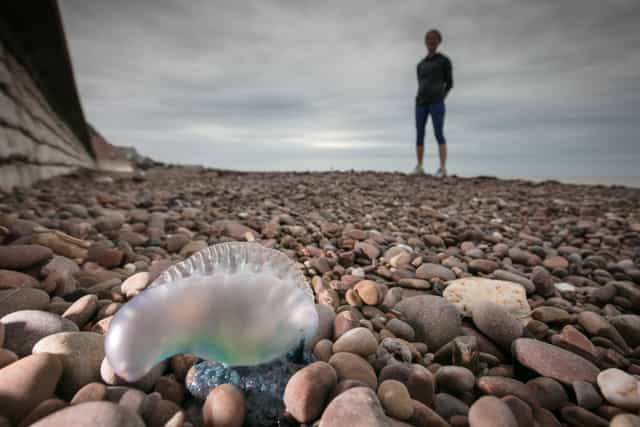 Massive wave of ‘alien like’ blue sea creatures washed ashore UK beaches