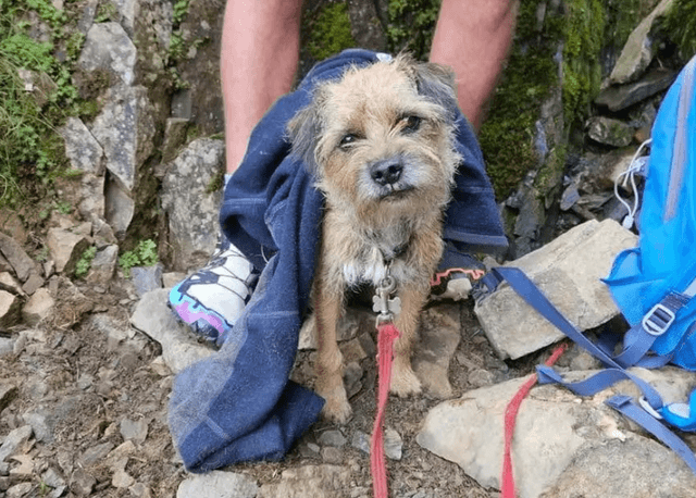 Dog stranded in Lake District rescued after three weeks