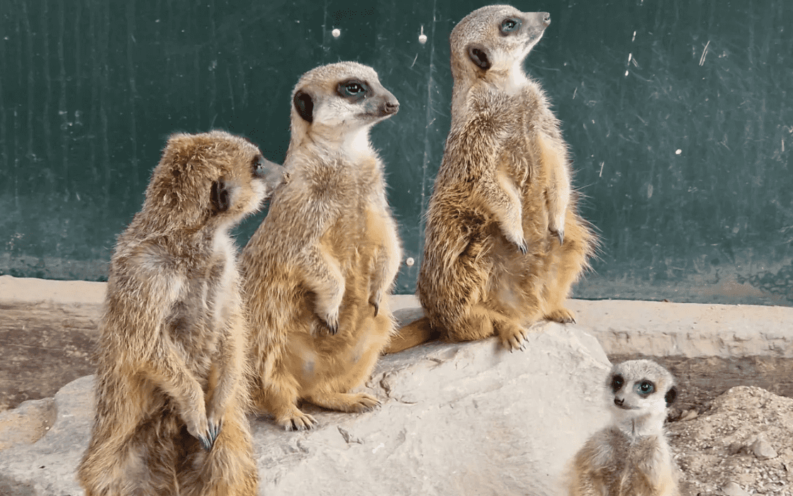 Meerkats killed after tunnel collapses at Leicestershire Wildlife Park