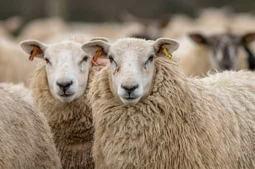 More cases of deadly bluetongue virus detected in Scotland