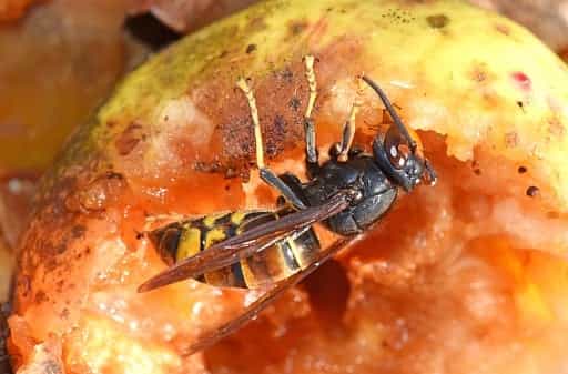 Why swarms of ‘drunk’ UK wasps are becoming more aggressive this month