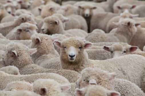 More cases of deadly bluetongue virus detected in Scotland