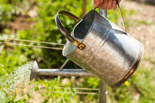 Instagram account pouring jug of water on grass until it turns green goes immediately viral