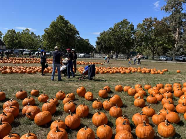 UK heatwave wipes out this year’s pumpkin picking season
