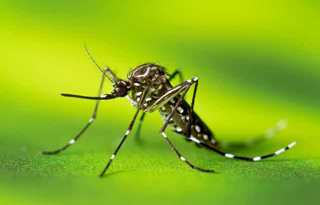 East London said to be the breeding spot for invasive mosquito species