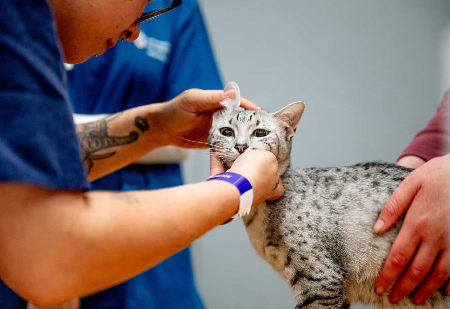 Vet prescription fees capped at £21 as new rules become law