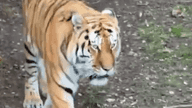 Yorkshire Wildlife Park confirms fate of tiger that mauled man in fatal attack