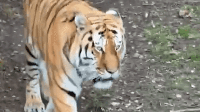 Yorkshire Wildlife Park confirms fate of tiger that mauled man in fatal attack