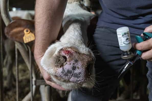 Bluetongue outbreak hits record high on British farms