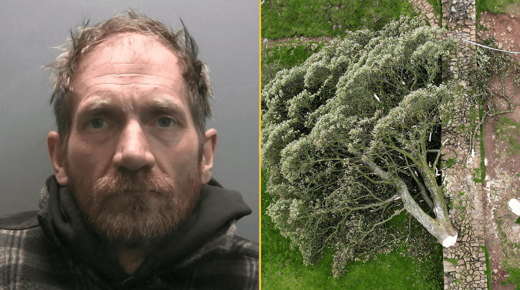 Sycamore Gap: second man released from prison