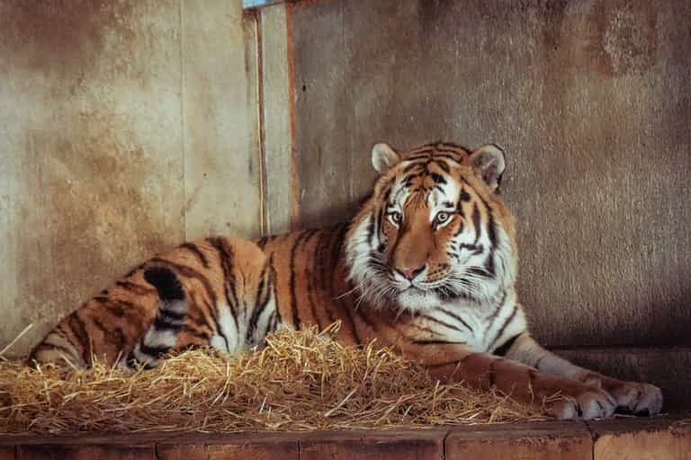 Everything we know about Altai the tiger